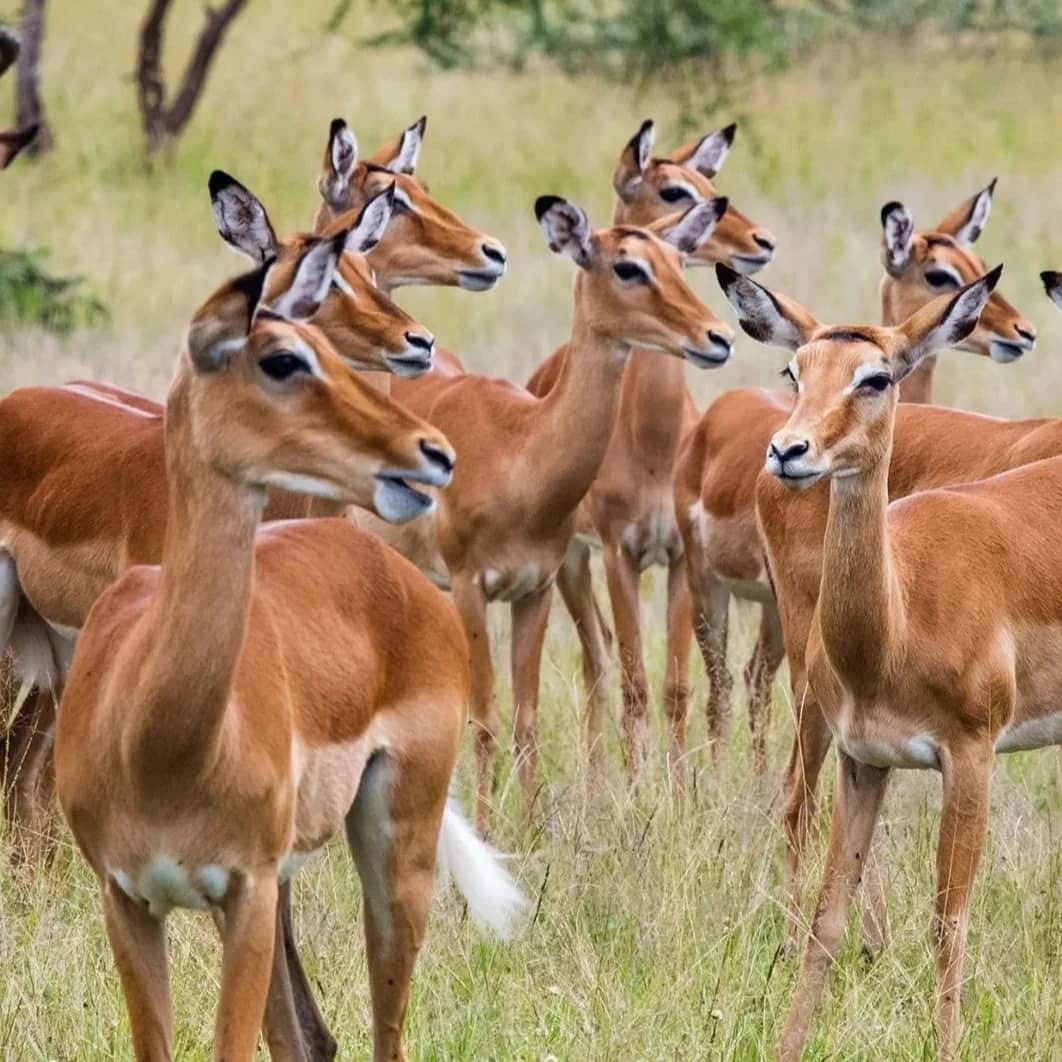Selous Safari — 3 Days from Zanzibar