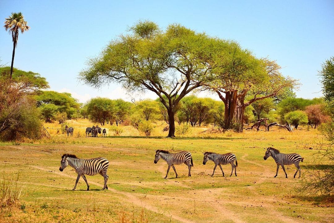 Selous Day Trip from Zanzibar