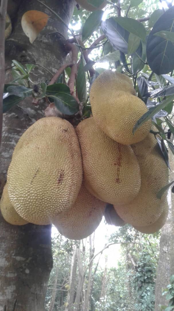 Zanzibar Spice Farm Tour