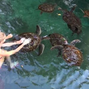 Nungwi turtle aquariums