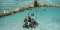 Marinecultures-seasponges-4