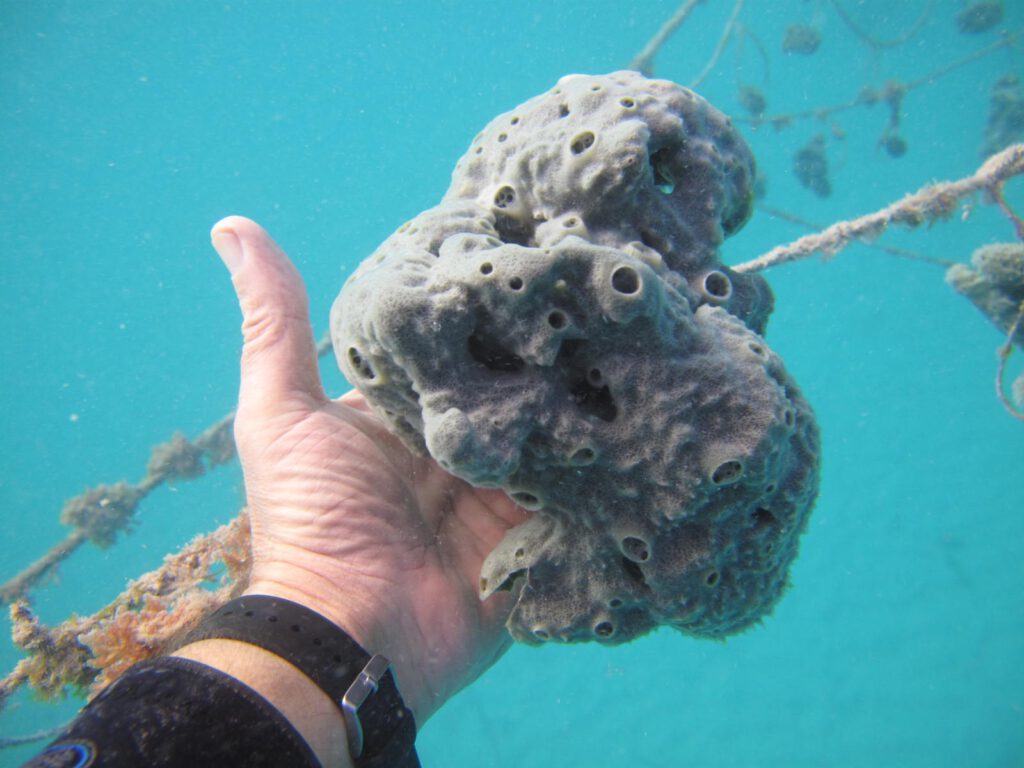 Jambiani Sponge  Farm Tour