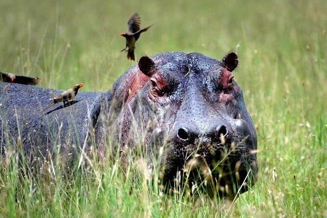 Day Trip to Selous National Park from Zanzibar