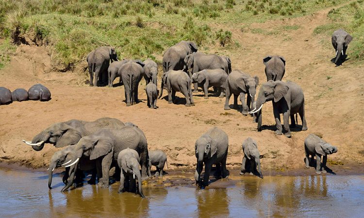 3 Days 2 Night - Nyerere National Park ( Selous National Park)